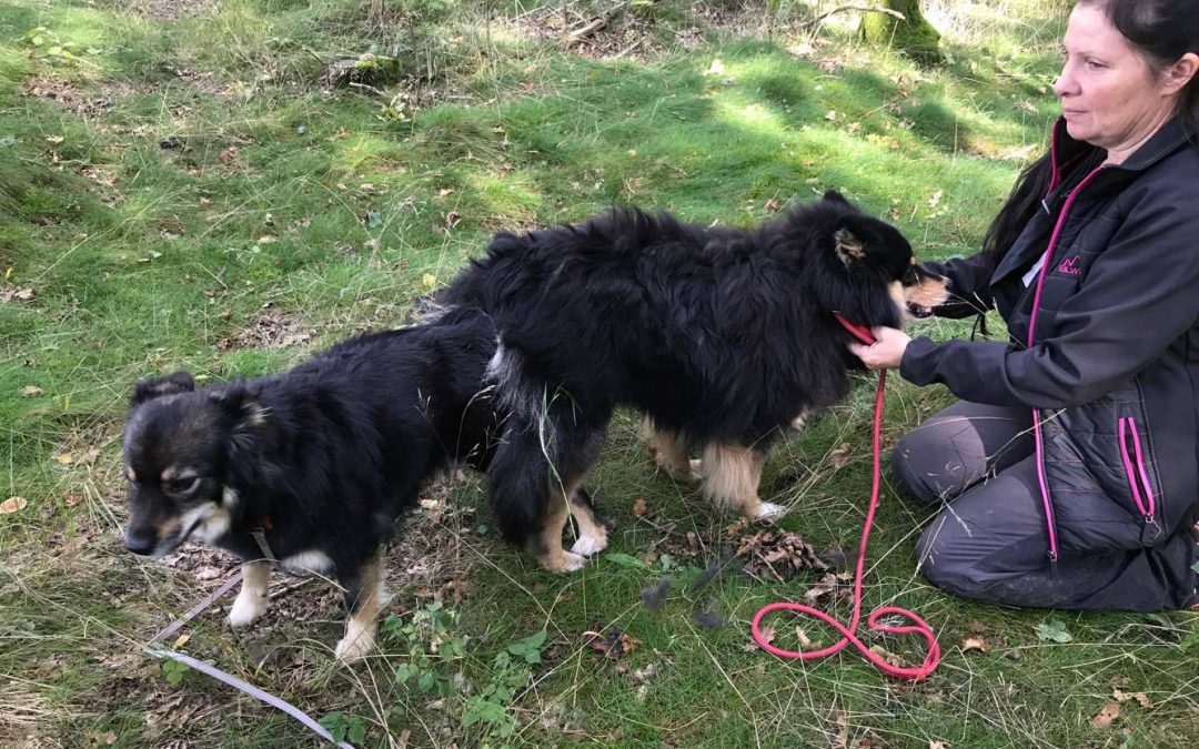 Løbetid, parring, pasning af hund, afrejse af sidste hvalp..